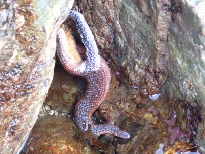 Evasterias troschelii 115180028