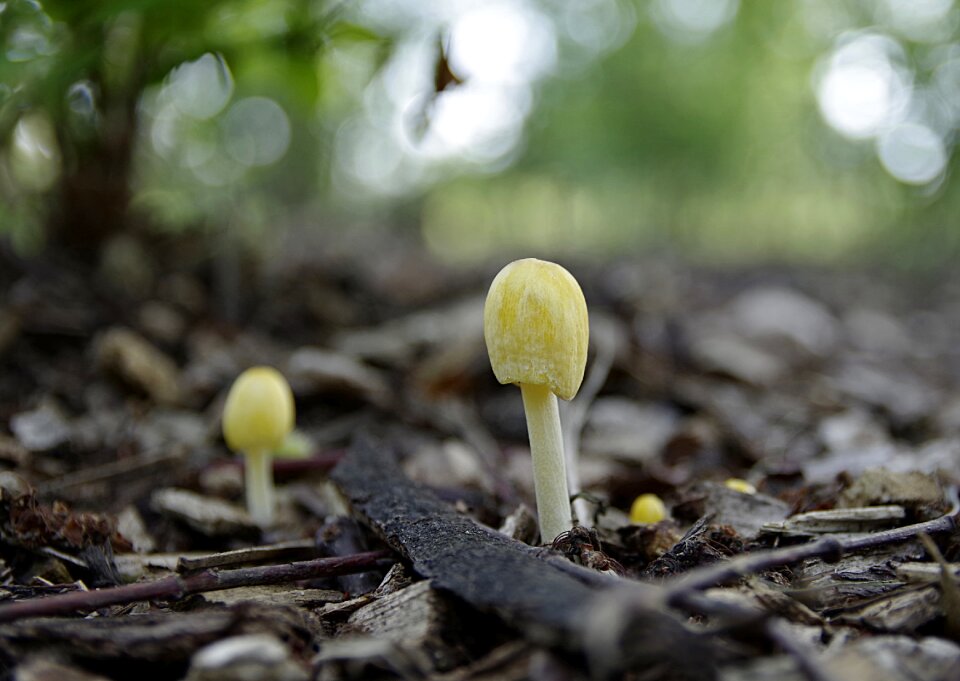 Minor plating forest