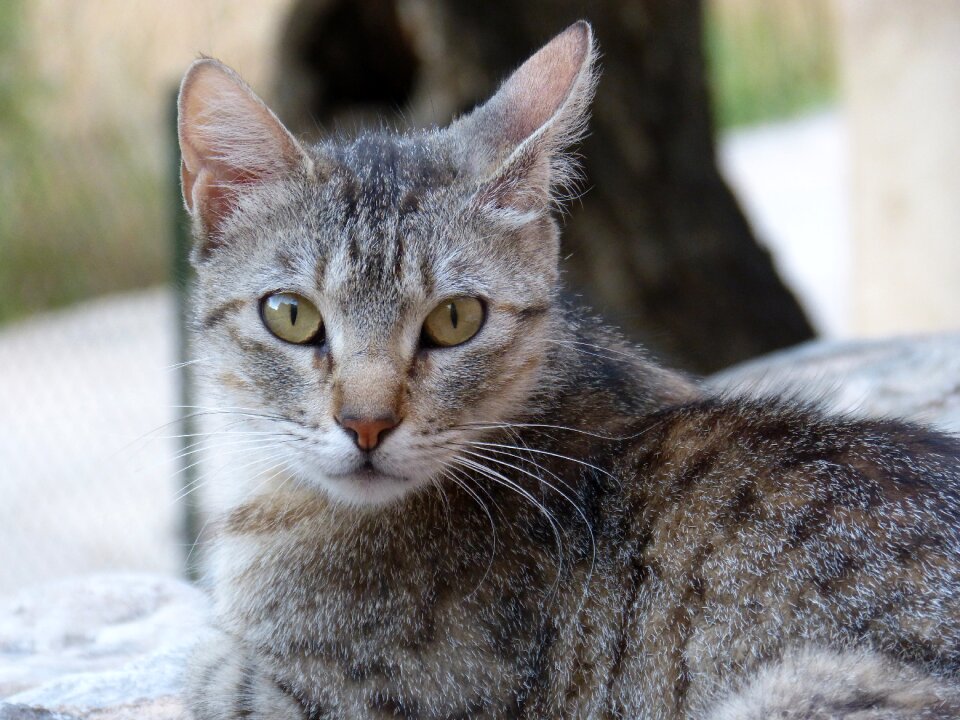 Brindle gata green eyes