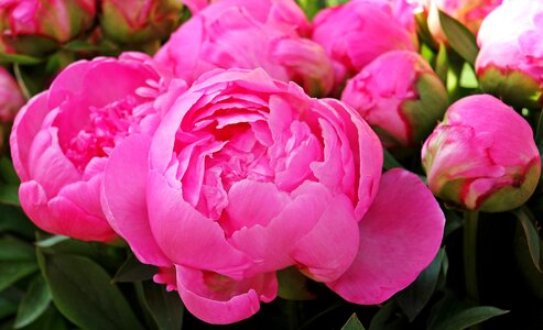Spring peony bud blossom