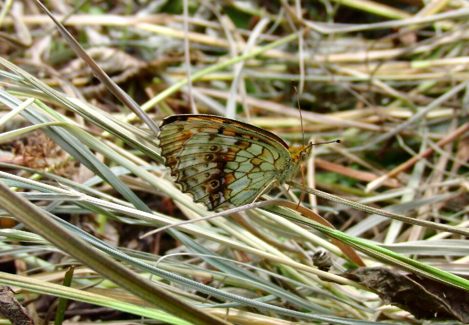 Mimicry dry grass nature