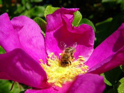 Flower bee wild rose photo