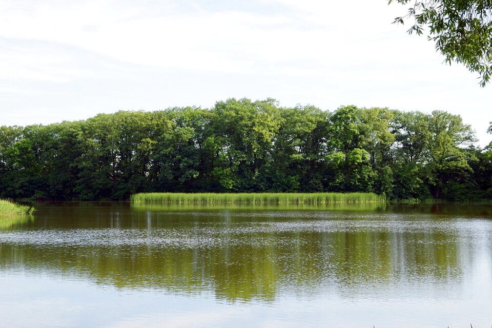 Forest green nature