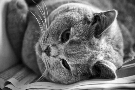 British british shorthair cat look
