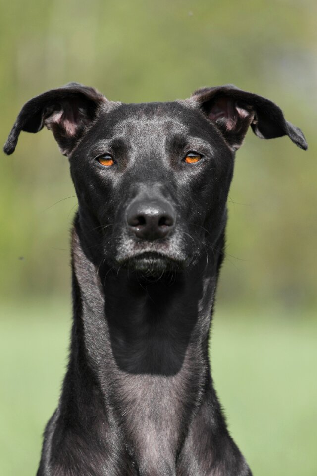 Black summer noble