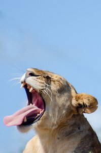 Yawn big cat africa photo