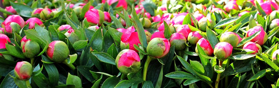 Spring peony bud blossom