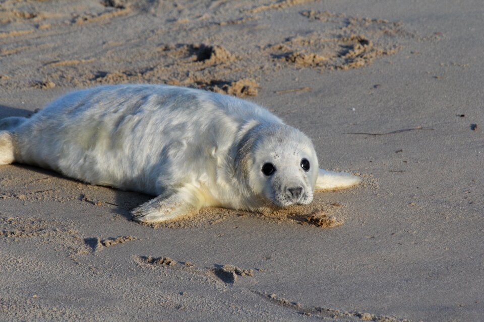 Animals cute gray beach