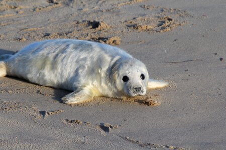 Animals cute gray beach