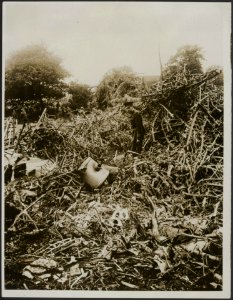 Examining the Debris, Bestanddeelnr 158-2560A