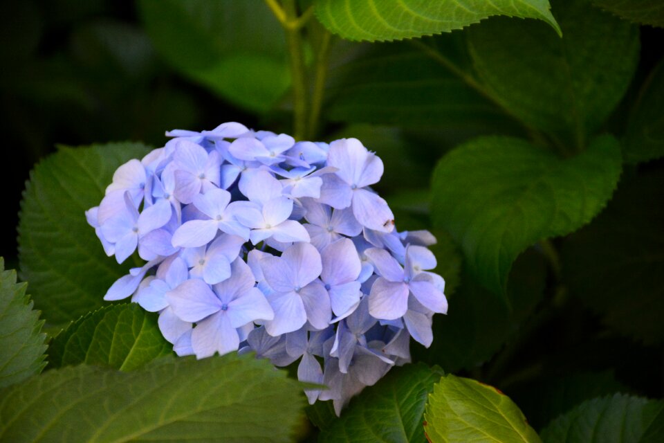 Flower hydrangea the scenery