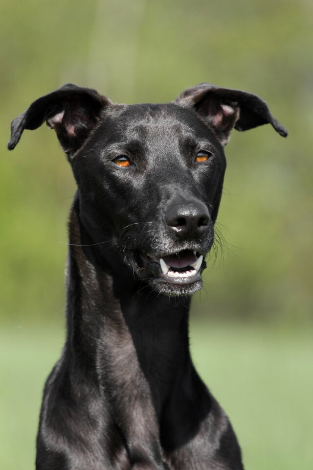 Galgo black summer