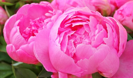 Spring peony bud blossom