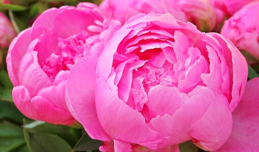 Spring peony bud blossom photo