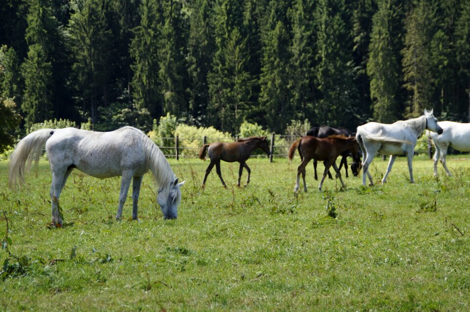 Breeding mold horse breed