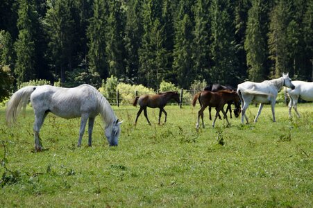 Breeding mold horse breed