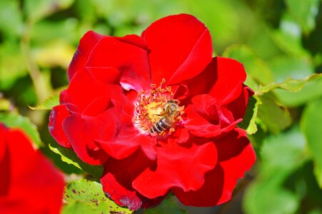 Bloom pollination pollen photo