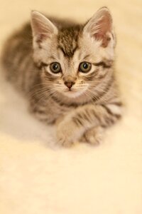 Cat leisure look forward to