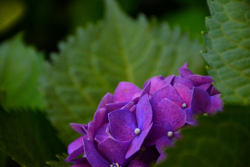 Flower hydrangea the scenery