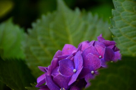Flower hydrangea the scenery
