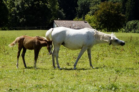 Breeding mold horse breed