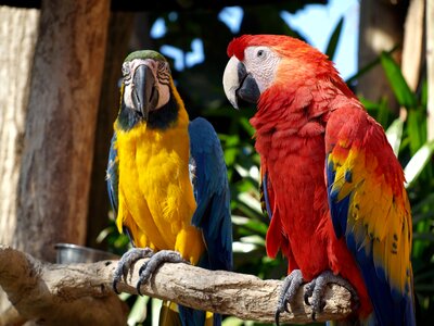 Parrots colorful nature photo