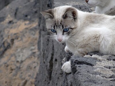 Cat siamese blue eyes