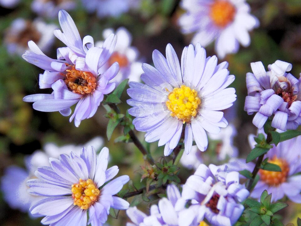 Meadow daisy spring