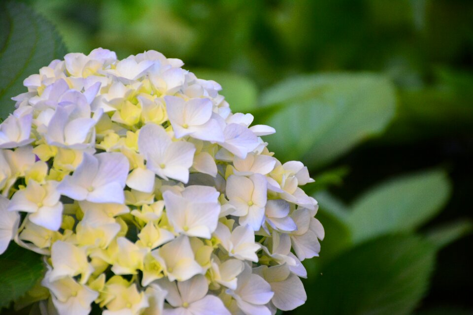 Flower hydrangea the scenery
