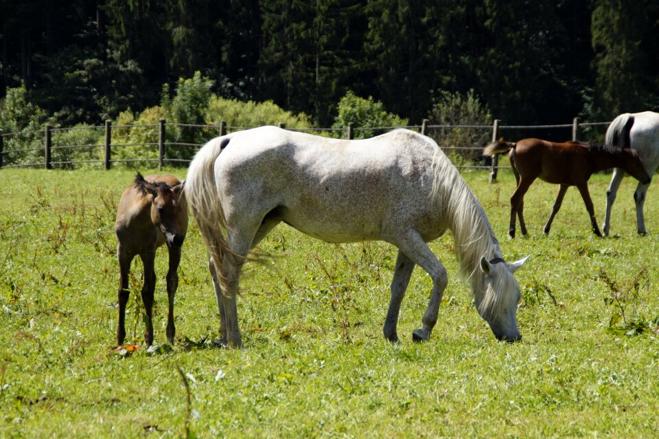 Breeding mold horse breed