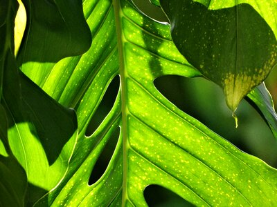 Forest environment leaves