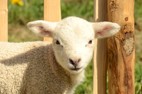 Farm sheep lamb