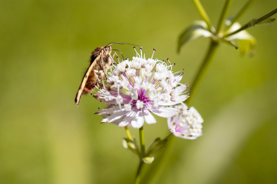 Small butterfly nature meadow