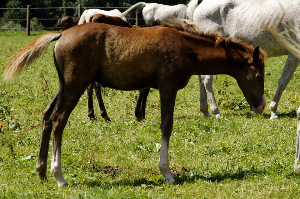 Coupling paddock pasture