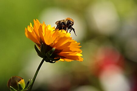 Bee pollen garden