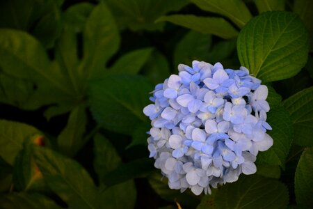 Flower hydrangea the scenery