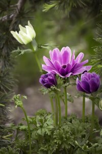 Purple anemone flower purple flower