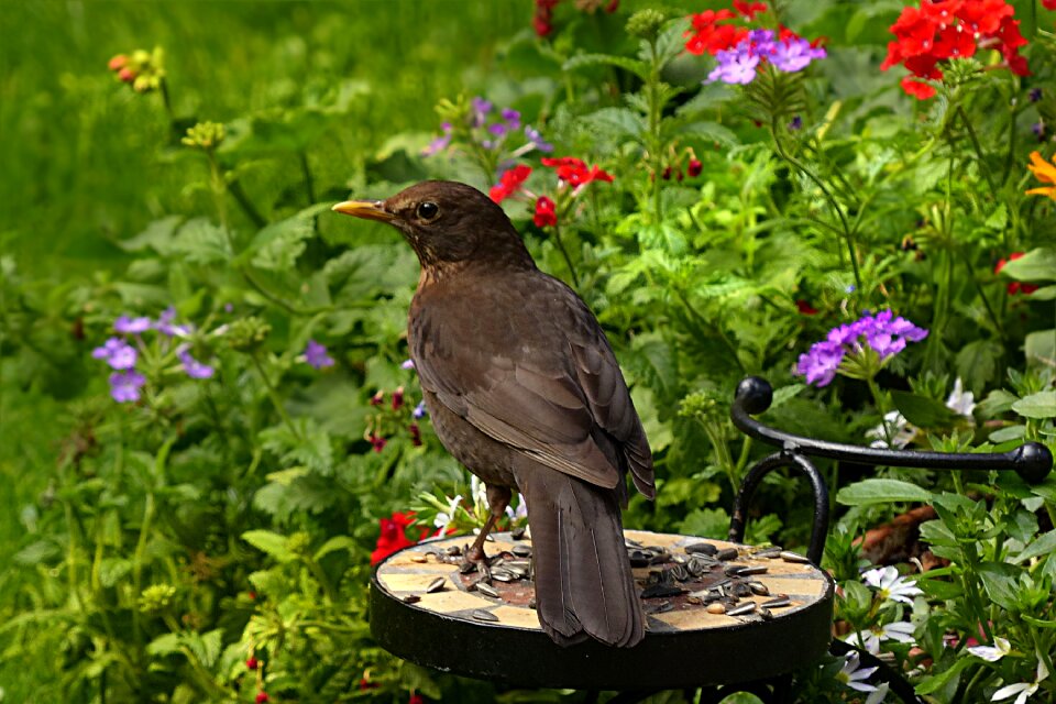 Black foraging garden