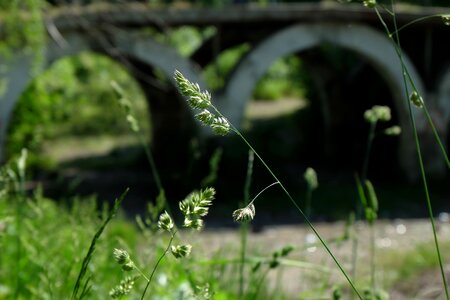 Summer the abandoned grass