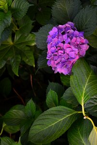 Flower hydrangea the scenery