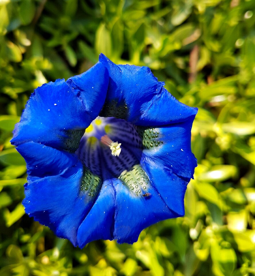 Blue blue gentian bavarian gentians