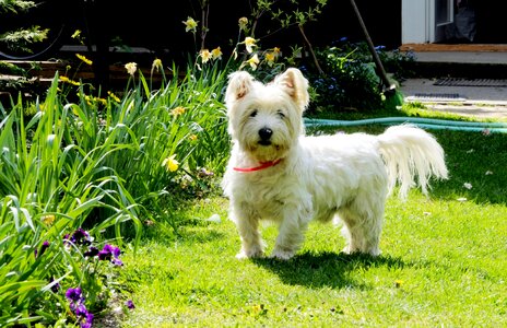 Pets westie west highland terrier