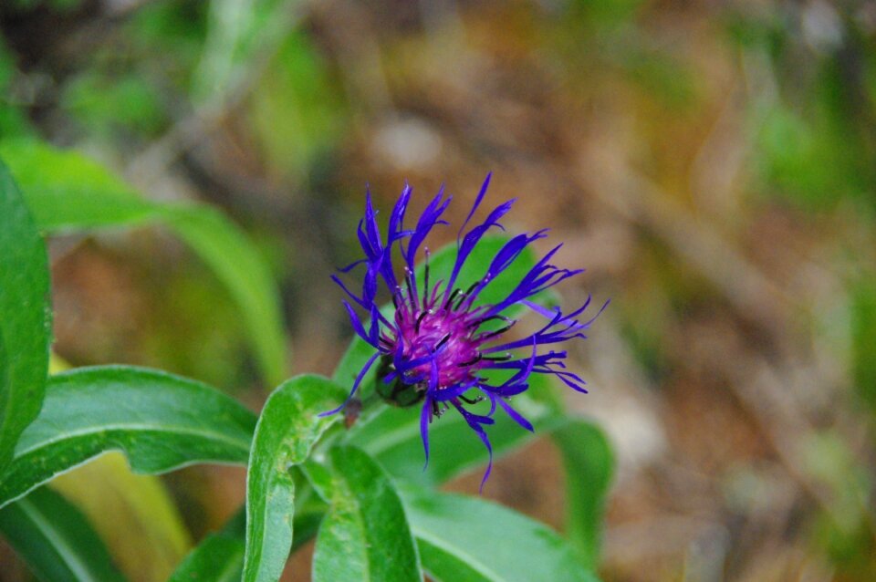 Mountain purple flower violet