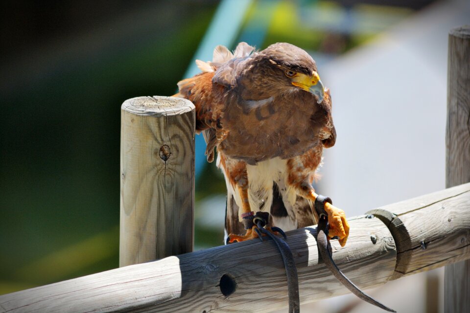 Feathers bird falconry