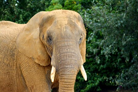 African elephant ears trunk photo