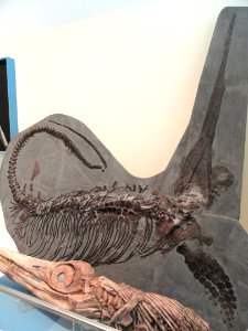 Excalibosaurus costini (dark fossil at rear), Lyme Regis, England, Early Jurassic - Royal Ontario Museum - DSC09979
