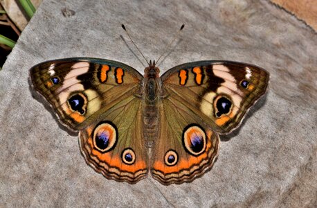 Eyes flying insect winged insect photo