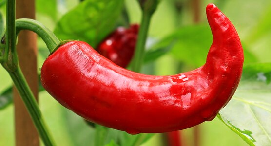 Red pepper red chili