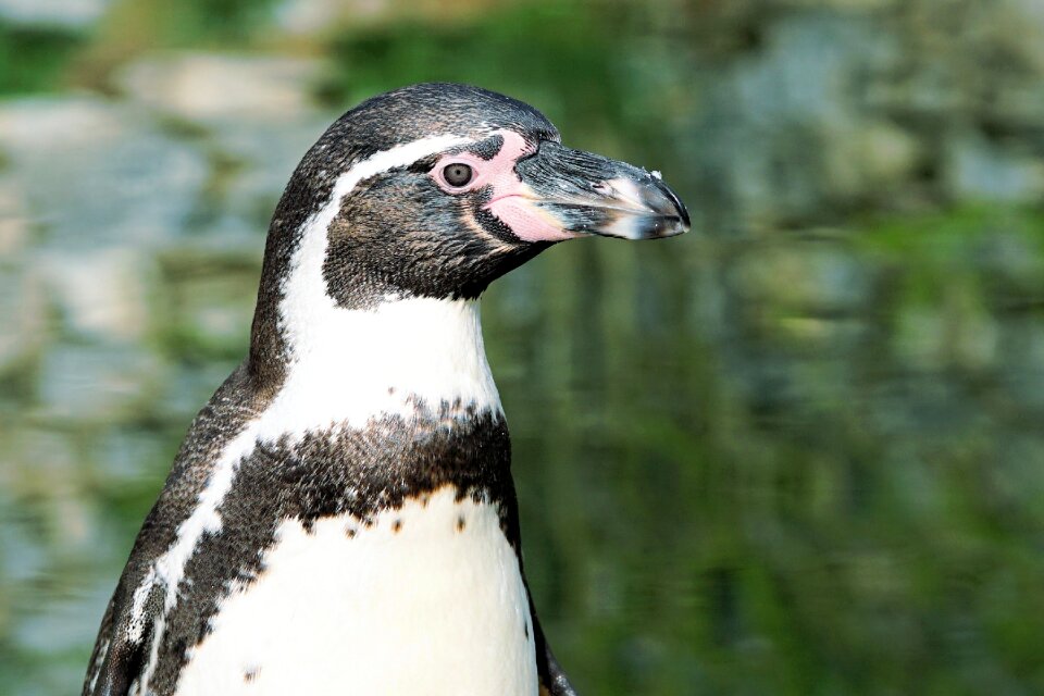 Animal world water bird water