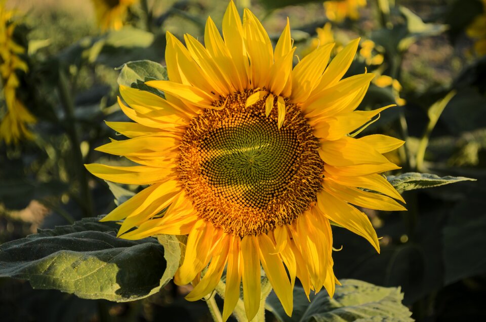 Yellow flower plants sunflower yellow